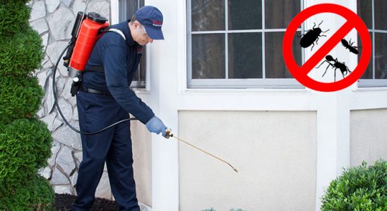 Dumlupınar Fare İlaçlama böcek ilaçlama ve haşere kontrolü — ilaclama-tr.com
